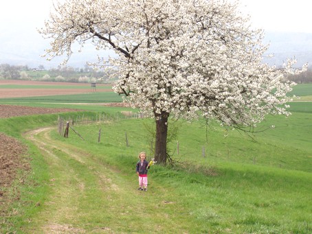 Sous un cerisier en fleurs près de Flexbourg en alsace